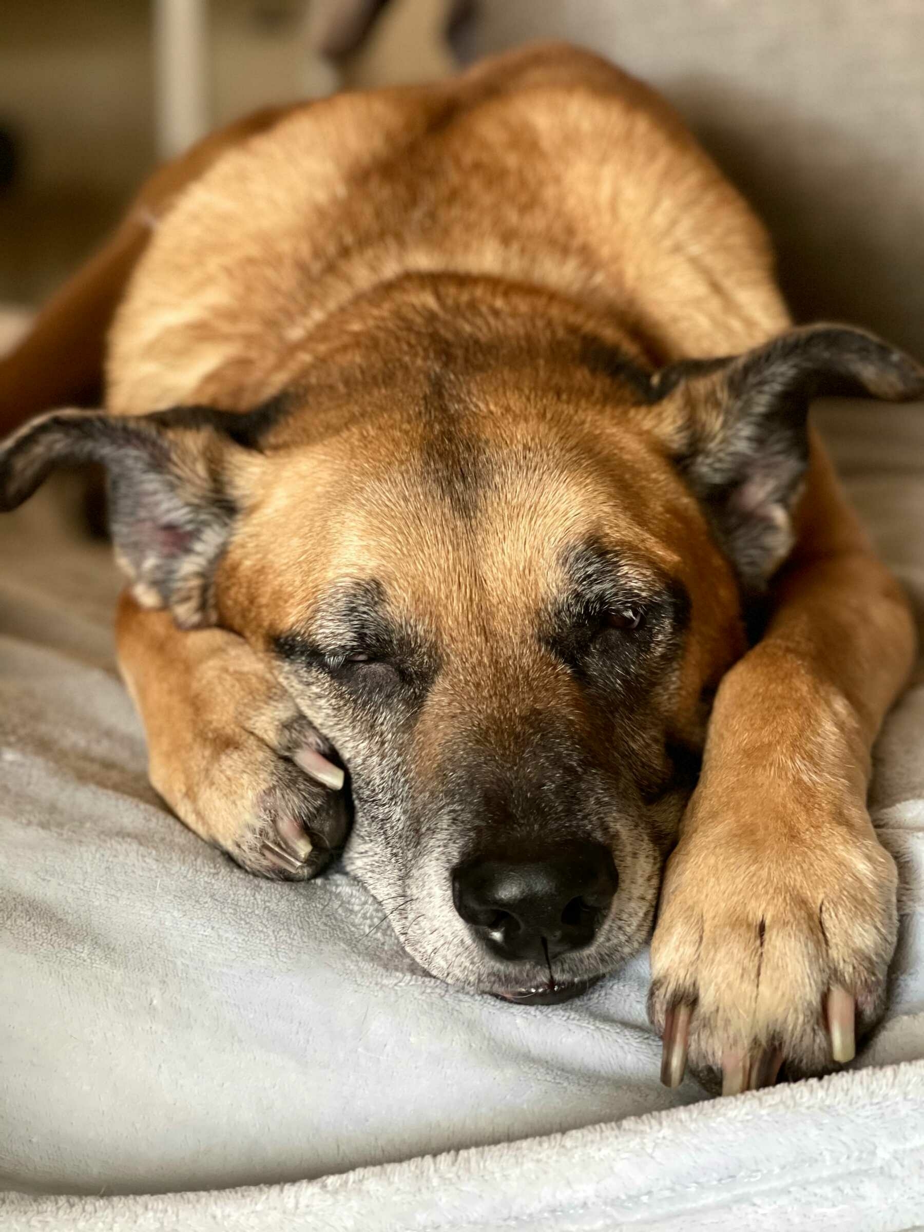 A large dog sleeping on a couch.